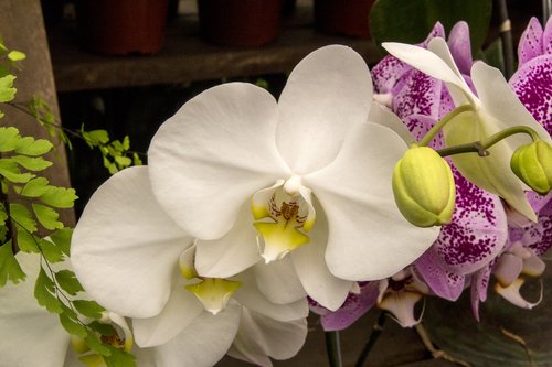 Orchidėjų,  White Orchid,  Gėlė,  Augalų,  Pobūdį,  Gražus,  Klesti,  Žiedlapis,  Gėlių,  Dekoratyviniai,  Sodininkystė,  Apdaila,  Ornamentu,  Dekoratyvinis Augalas