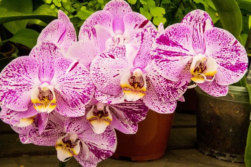 Orchidėjų,  Augalų,  Gėlė,  Pobūdį,  Sodas,  Klesti,  Gėlių,  Botanika,  Lapas