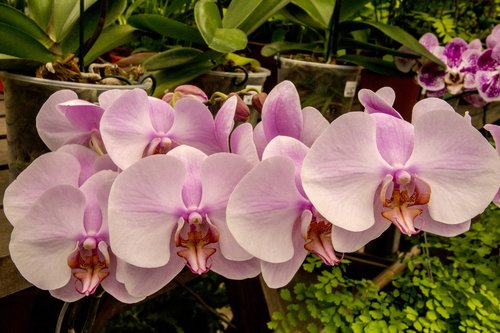 Orchidėjų,  Rožinė Orchidėjų,  Gėlė,  Augalų,  Tropical,  Pobūdį,  Klesti,  Žiedlapis,  Gėlių