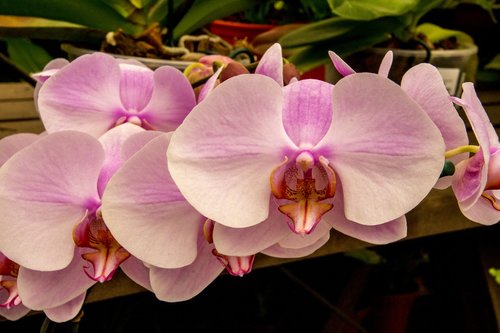Orchidėjų,  Gėlė,  Tropical,  Augalų,  Rožinė Orchidėjų,  Egzotiškas,  Botanika,  Gėlės