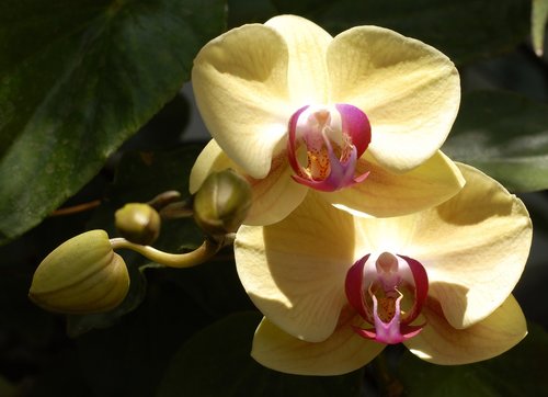 Orchidėjų,  Sodas,  Egzotiškas,  Tlapa De Komonfortas,  Gro