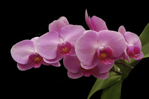 Orchidėjų,  Gėlė,  Tropical,  Botanikos,  Rožinis