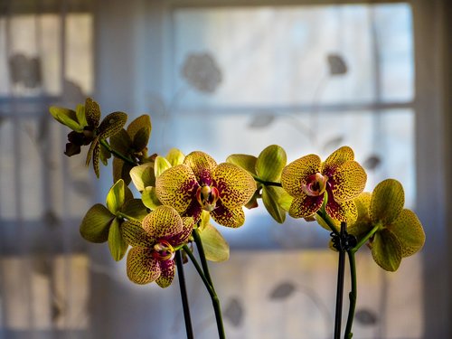 Orchidėjų,  Gėlė,  Floros,  Pobūdį,  Lapų,  Apdaila