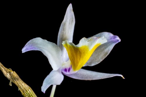 Orchidėja, Laukinė Orchidėja, Žiedas, Žydėti, Gėlė, Balta Violetinė Geltona