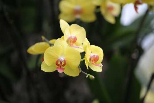 Orchidėjų,  Geltona,  Gėlė,  Floros,  Pobūdį,  Tropical,  Sodas,  Žydi,  Egzotiškas,  Spalva