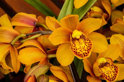 Orchidėjų,  Geltonos Orchidėja,  Gėlė,  Augalų,  Pobūdį,  Nė Vienas Asmuo,  Gėlių,  Sodas