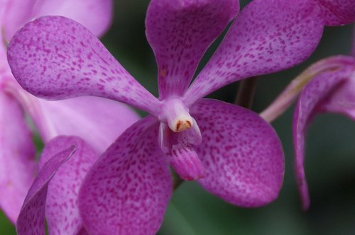 Orchidėjų,  Gėlė,  Floros,  Tropical,  Gražus