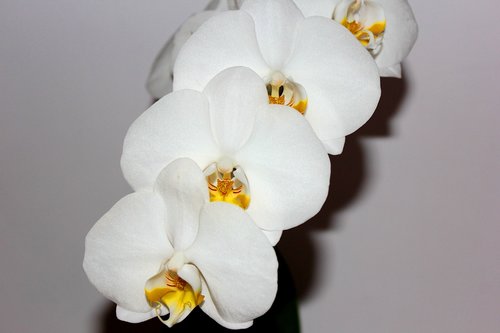 Orchidėjų,  Balta Gėlė,  Pobūdį,  Makro