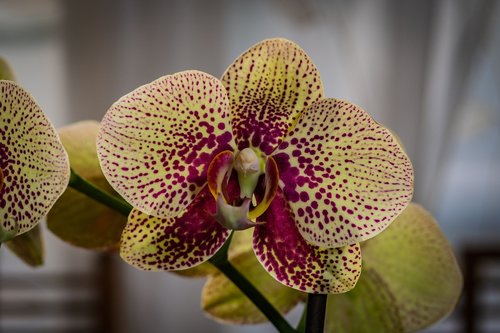 Orchidėjų,  Phalaenopsis,  Gėlė,  Pavasaris