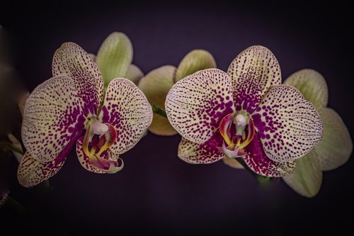 Orchidėjų,  Phalaenopsis,  Gėlė,  Pavasaris