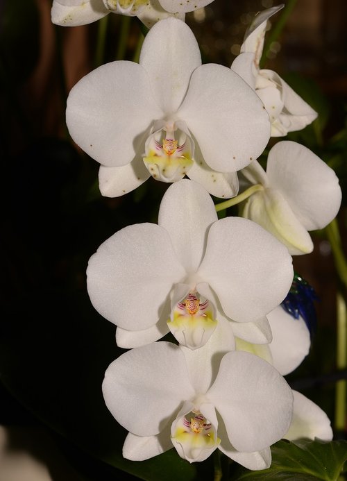 Orchidėjų,  Atogrąžų Miškai,  Žiedas,  Žydėjimas