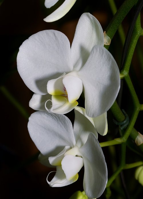 Orchidėjų,  Tropics,  Žiedas,  Žydi,  Drugelis Orchidėja