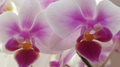 Orchidėjų,  Gėlė,  Augalų,  Tropical,  Gražus,  Pobūdį,  Vainiklapis