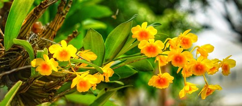 Orchidėjų,  Miniatiūriniai,  Geltona,  Oranžinė,  Gėlės,  Gražus,  Žydi,  Tropical,  Šviežias,  Dekoratyvinis