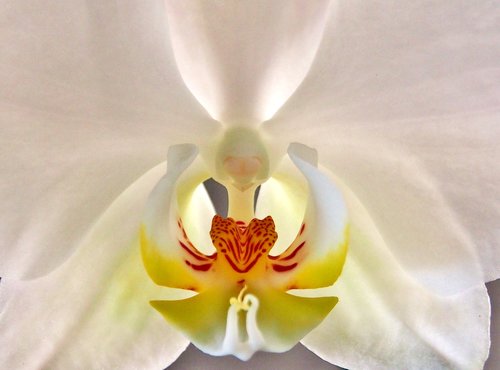 Orchidėjų,  Balta Interjero,  Iš Arti,  Žiedas,  Žydi,  Phalaenopsis