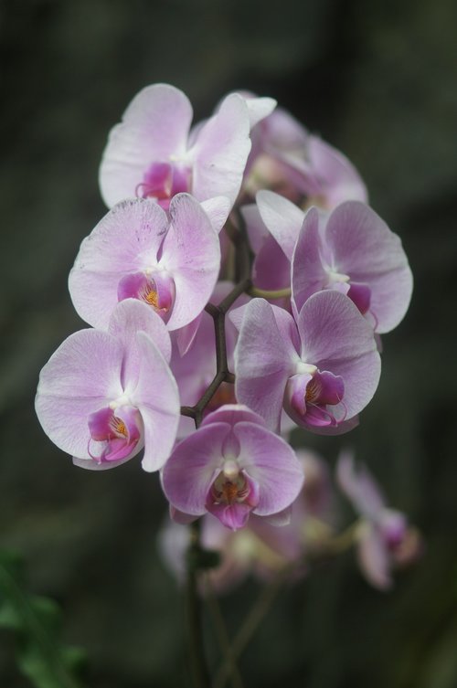Orchidėjų,  Gėlė,  Augalų,  Rožinis,  Rožinė Gėlė,  Šviesiai Alyvinė