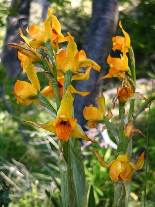 Orchidėjų,  Patagonia,  Laukinių Floros Patagonijos,  Gavilea Erythrobacter,  Laukinių Gėlių,  Kalnų,  Laukinių,  Gėlės Vietinių