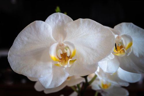 Orchidėjų,  Phalaenopsis,  Baltos Spalvos,  Gėlė,  Pavasaris
