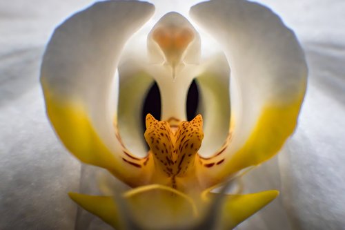 Orchidėjų,  Phalaenopsis,  Gėlė,  Baltos Spalvos,  Viduje,  Pavasaris,  Makro