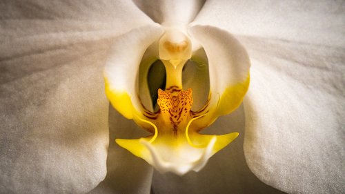 Orchidėjų,  Phalaenopsis,  Baltos Spalvos,  Gėlė,  Iš Arti,  Makro