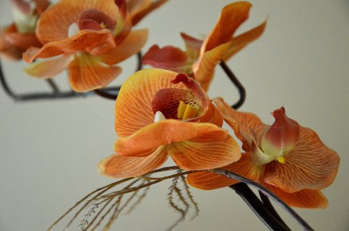 Orchidėjų,  Apdaila,  Žiedas,  Žydi,  Phalaenopsis