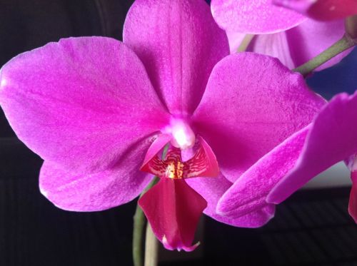 Orchidėja, Gėlė, Fuksija, Lapai, Pavasaris, Gamta