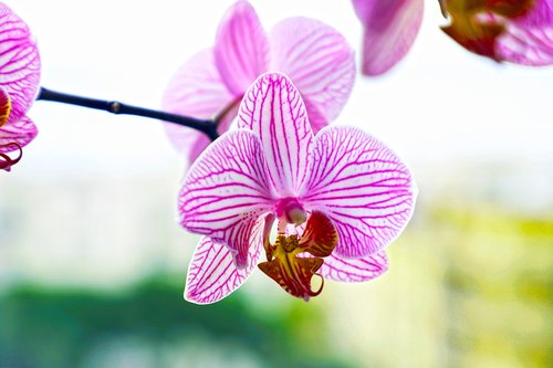 Orchidėjų,  Violetinė,  Gėlė,  Žiedlapiai,  Orchidėjų,  Tropicale,  Spalva,  Egzotiškas,  Grožis