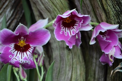 Orchidėjų,  Žiedas,  Žydi,  Gėlė,  Augalų,  Pobūdį,  Violetinė Orchidėjų,  Baltas Žiedas,  Tropical,  Augmenija