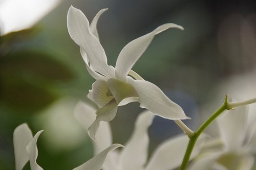 Orchidėjų,  Baltos Spalvos,  Subtilus,  Gėlė,  Švelnus,  Vainiklapis