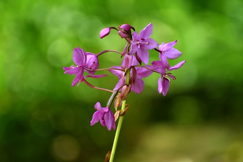 Orchidėjų,  Gėlė,  Žiedas,  Žydi,  Violetinė,  Orchidėjų,  Violetinė,  Žiedlapis,  Kambarinis Augalas,  Polne,  Augalų,  Botanikos,  Sodas,  Gamta