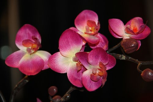 Orchidėjų,  Gėlė,  Pobūdį,  Žiedas,  Žydi,  Rožinis,  Kambarinis Augalas,  Žydėjimas