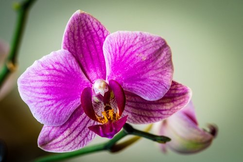 Orchidėjų,  Violetinė,  Rožinis,  Gėlė,  Žiedas,  Sodas,  Pavasaris
