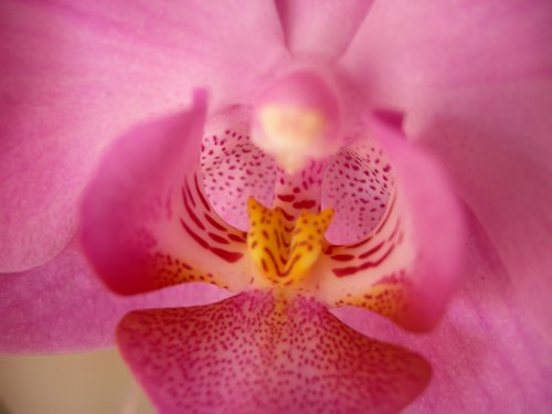 Orchidėjų,  Rožinis,  Gėlė,  Iš Arti