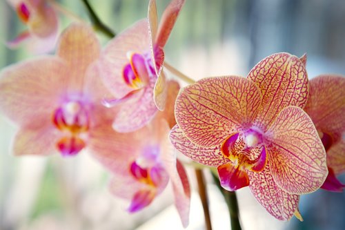Orchidėjų,  Rosa,  Šviesus,  Violetinė,  Gėlės,  Žiedlapis,  Gamta