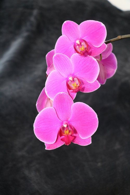 Orchidėjų,  Gėlė,  Rožinis