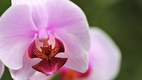 Orchidėjų,  Orchidaceae,  Falenopsis,  Žydi,  Gėlė,  Žiedas,  Dekoratyvinis,  Augalų,  Rožinis,  Žiedlapiai,  Romantiškas,  Romantika,  Šviežias,  Lauko