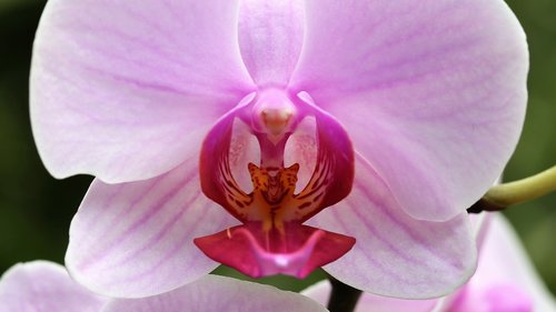 Orchidėjų,  Orchidaceae,  Falenopsis,  Žydi,  Gėlė,  Žiedas,  Dekoratyvinis,  Augalų,  Rožinis,  Žiedlapiai,  Romantiškas,  Romantika,  Šviežias,  Lauko