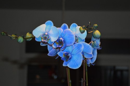 Orchidėjų,  Mėlyna,  Gėlės,  Augalų,  Tropical,  Egzotiškas