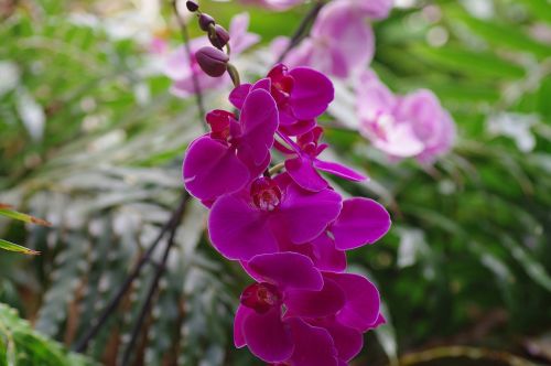 Orchidėja, Laukinė Orchidėja, Žiedas, Žydėti, Violetinė, Augalas, Uždaryti, Makro, Gėlė, Gėlės
