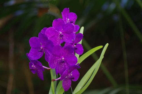 Orchidėja, Laukinė Orchidėja, Žiedynas, Violetinė, Augalas, Uždaryti, Makro, Gėlė, Gėlės