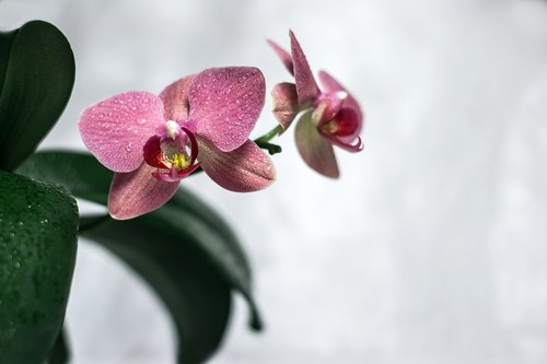 Orchidėjų,  Gėlė,  Žydi,  Vasara,  Pobūdį,  Botanika