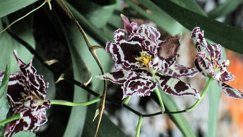 Orchidėjų,  Gėlė,  Tropical,  Egzotiškas,  Pobūdį,  Gėlės,  Augmenija