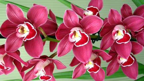 Orchidėjų,  Gėlė,  Tropical,  Egzotiškas,  Pobūdį,  Gėlės,  Augmenija