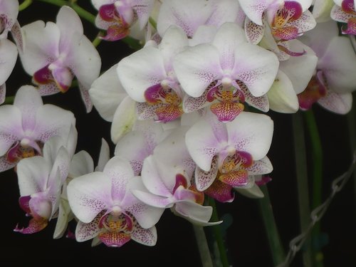 Orchidėjų,  Gėlė,  Žiedas,  Tropical,  Egzotiškas,  Gėlės,  Orchidėjų,  Žydėjimas