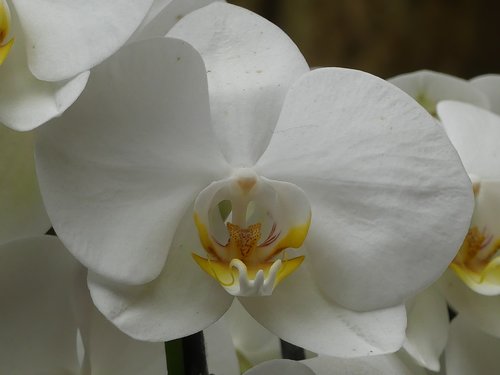 Orchidėjų,  Gėlė,  Baltos Spalvos,  Gėlės,  Žydi,  Orchidėjų,  Žiedas,  Vasara