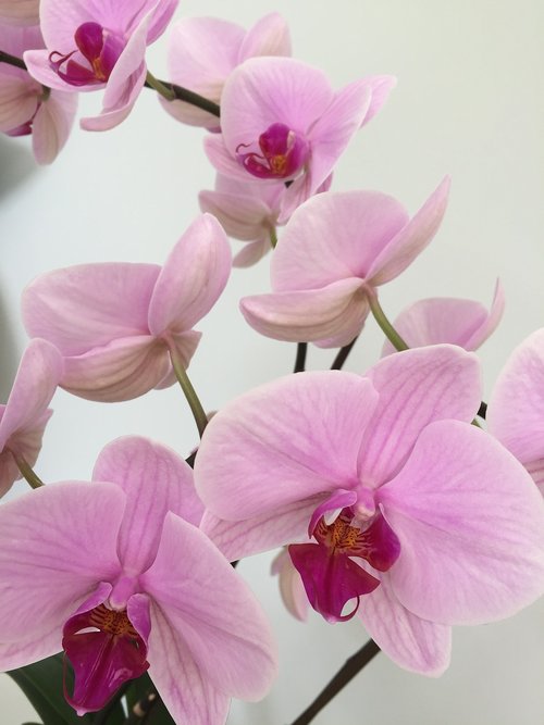Orchidėjų,  Gėlė,  Rožinis