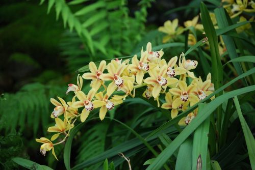 Orchidėja, Orchidaceae, Gėlė, Mielas, Žydėti, Flora