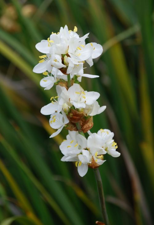 Orchidėja, Balta, Flora, Gėlė, Augalas, Žydėti