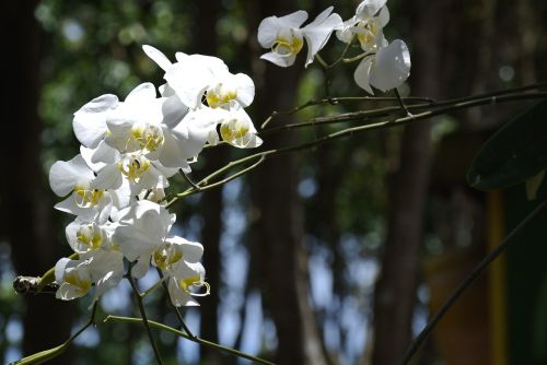 Orchidėja, Balta, Gėlė, Gamta