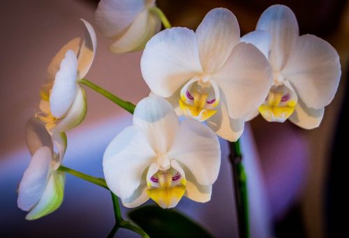 Orchidėja, Balta, Gėlė, Atogrąžų, Botanikos, Geltona, Apdaila, Flora, Spalva, Spalvinga, Dekoratyvinis, Gėlės